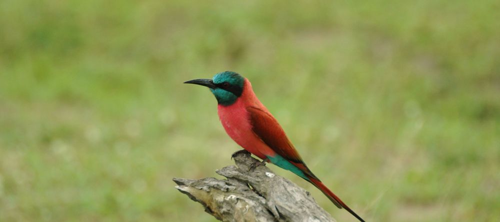 A carmine bee-eater at Lake Manze Tented Camp, Selous National Park, Tanzania - Image 14