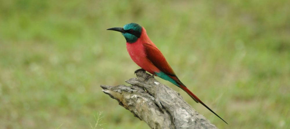 Nsefu Camp, South Luangwa National Park, Zambia - Image 7