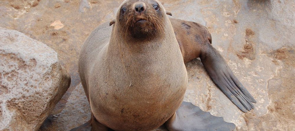 Cape Cross Seals - Image 3