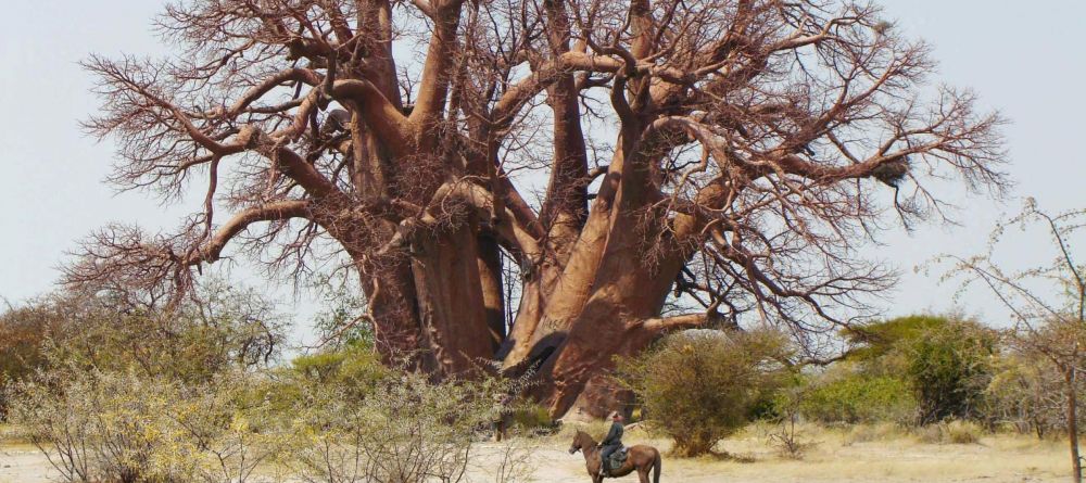 Jacks Camp, Kalahari Desert, Botswana - Image 33