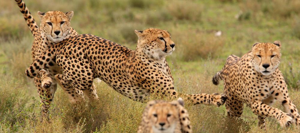 Namiri Plains Camp - Image 1