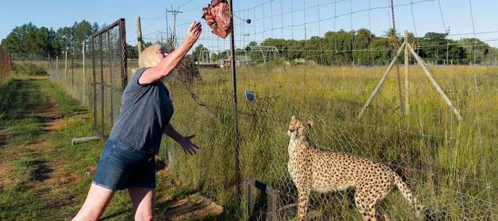 Cheetah Feeding - Image 5