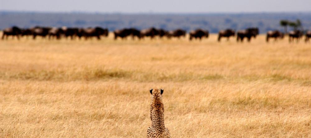 A cheetah waits patiently on the plains for the moment to hunt at Nomad Serengeti Safari Camp- Ndutu, Serengeti National Park, Tanzania - Image 4