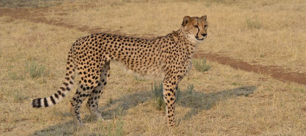 Cheetah View Lodge - Image 3