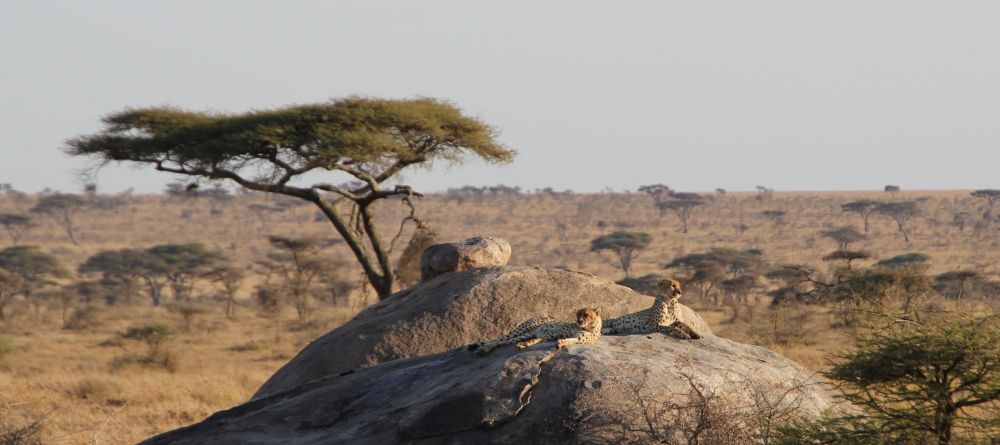 Cheetah on the Kopjes near camp - Image 2