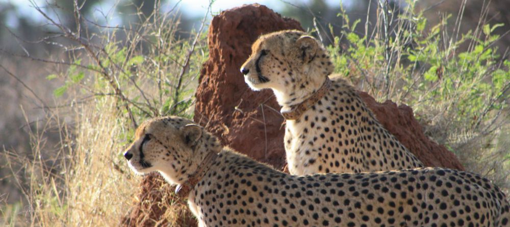 Cheetah View Lodge - Image 4