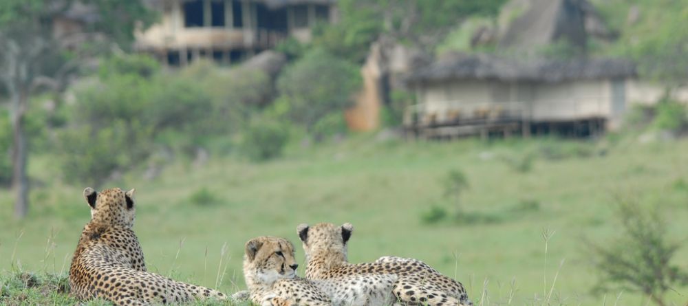 Cheetahs in front of camp at Lamai Serengeti, Serengeti National Park, Tanzania - Image 3