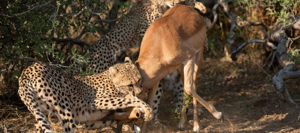 Mashatu Lodge, Mashatu Game Reserve, Botswana - Image 5