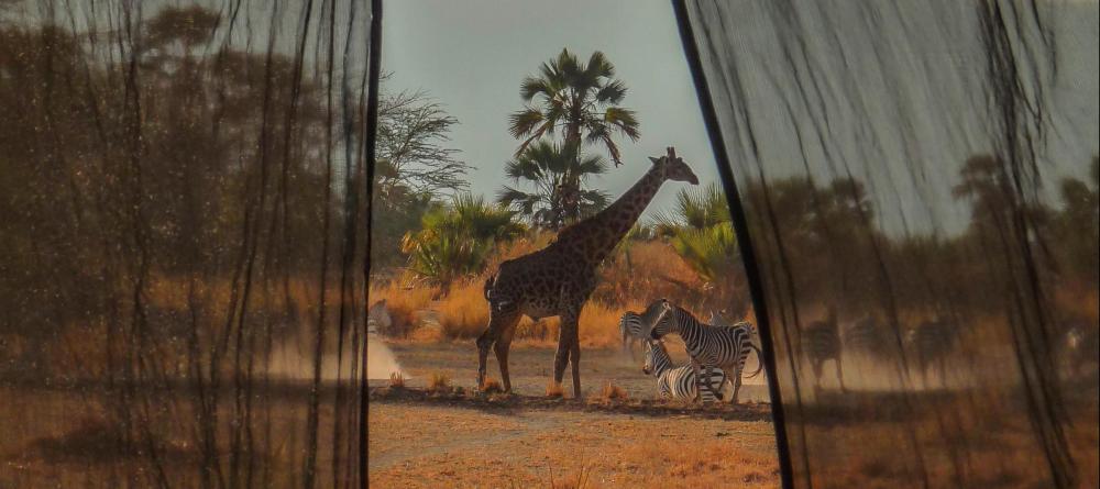 Observe the wildlife from the comfort of the tentsr at Chem Chem Lodge, Lake Manyara National Park, Tanzania - Image 11