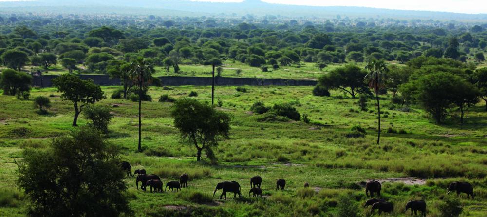 A herd of elephants wanders through the lush plains at Chem Chem Lodge, Lake Manyara National Park, Tanzania - Image 8
