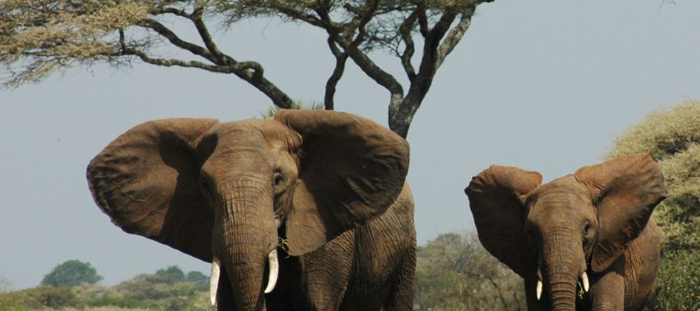 A game drive peaks the interest of a pair of elephants at Chem Chem Lodge, Lake Manyara National Park, Tanzania - Image 9
