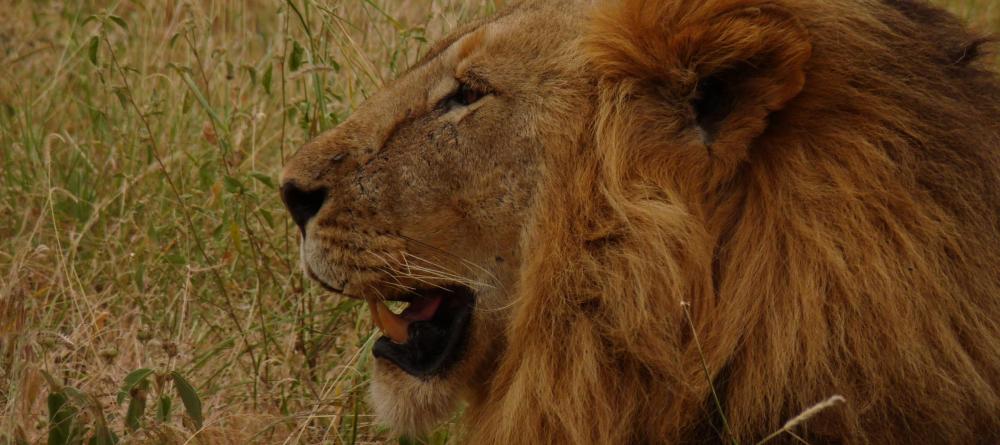 A lion rests in the tall grasses at Chem Chem Lodge, Lake Manyara National Park, Tanzania - Image 10