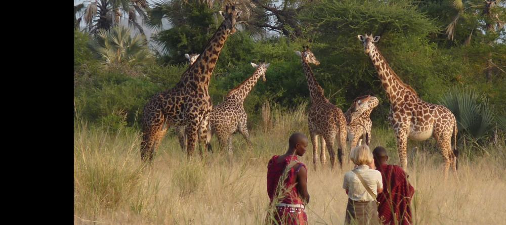 Walking safaris offer intimate encounters with the majestic wildlife at Chem Chem Lodge, Lake Manyara National Park, Tanzania - Image 14