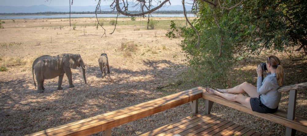 Elephants on the deck - Image 7