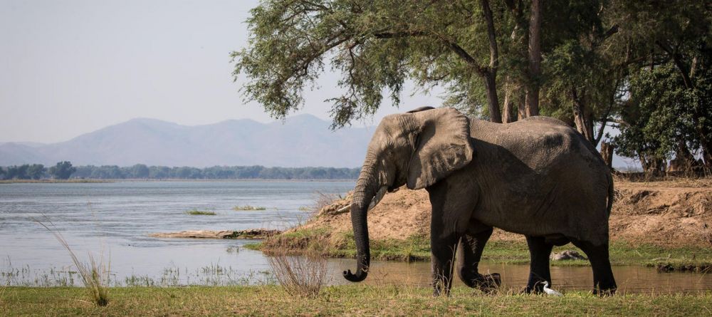 Chikwenya Elephants - Image 6