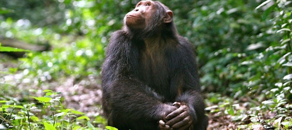 A chimp enjoying a moment of reflection in the sunlight at Ngamba Island Tented Camp, Ngamba Island, Uganda - Image 2