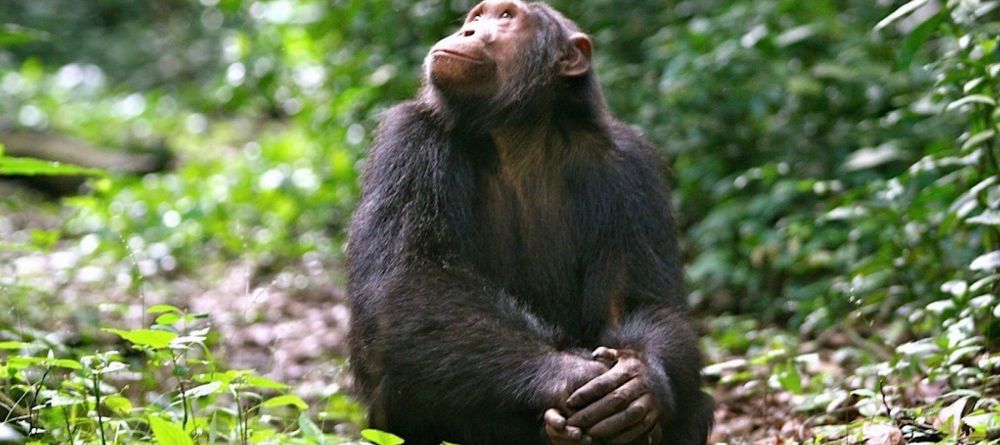 Ndali Lodge, Kibale Forest National Park, Uganda - Image 18