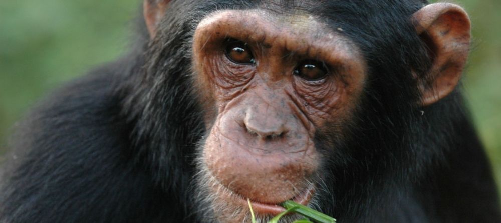 A chimp eating at Ngamba Island Tented Camp, Ngamba Island, Uganda - Image 1
