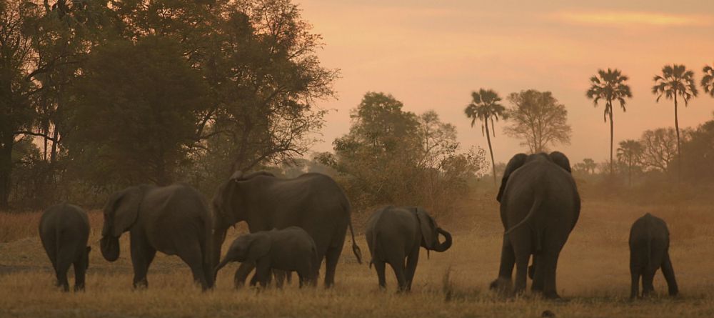 Gomoti Plains Camp, Moremi Game Reserve, Botswana - Image 11