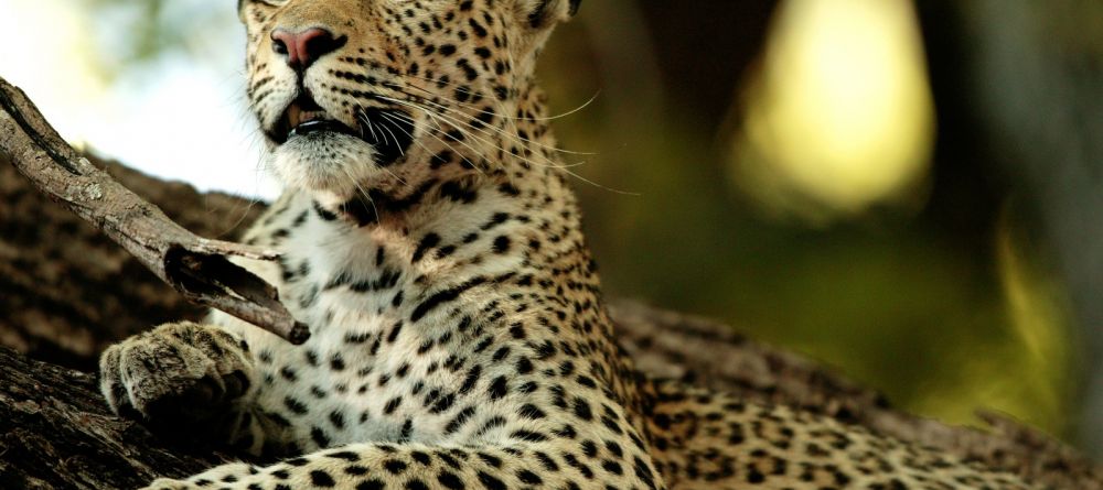 Leopard at Chitabe Camp, Moremi Game Reserve, Botswana - Image 15