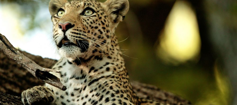 Gomoti Plains Camp, Moremi Game Reserve, Botswana - Image 13