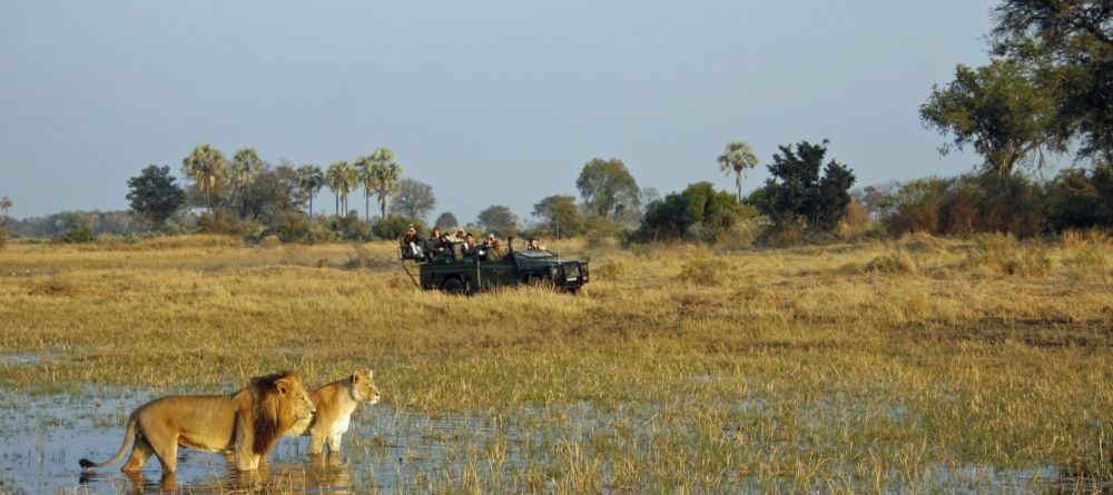 Lion spotted on a game drive at Chitabe Camp, Moremi Game Reserve, Botswana - Image 16