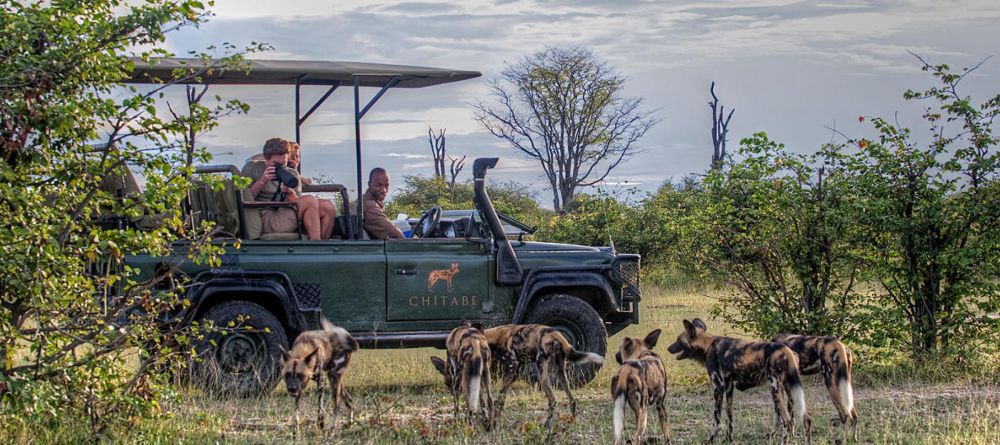 Chitabe Lediba Camp, Moremi Game Reserve, Botswana - Image 14