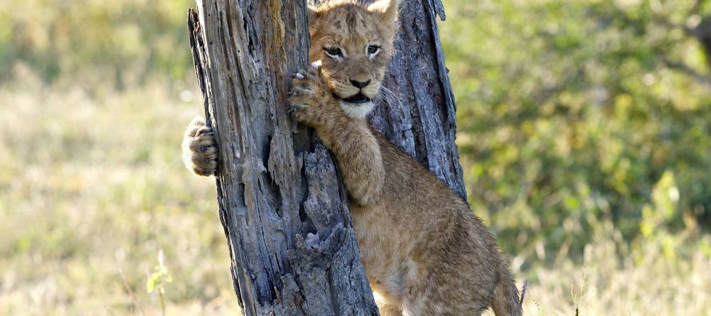 Chitwa House, Sabi Sands Game Reserve, South Africa - Image 2