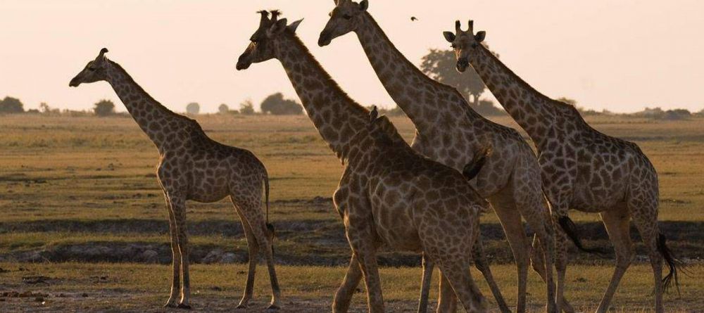 Delta Explorer Campsite, Okavango Delta, Botswana - Image 22