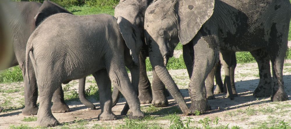 Chobe Under Canvas, Chobe National Park, Botswana - Image 12
