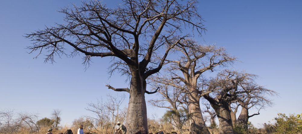 Chobe Under Canvas, Chobe National Park, Botswana - Image 2