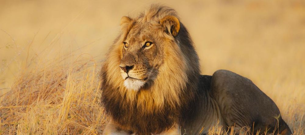 Chobe National park - lion - Image 3