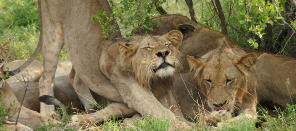 CHobe National Park Lions - Image 2