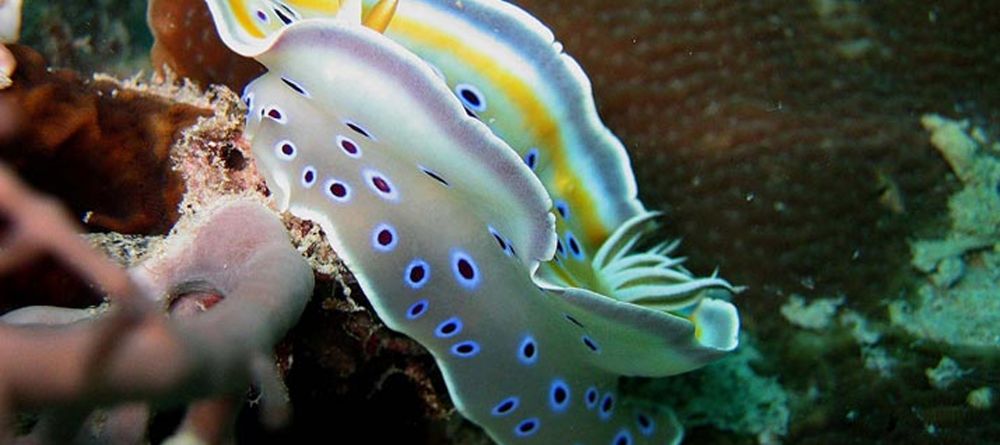 Nudibranch at Chole Mjini Lodge, Mafia Island, Tanzania - Image 17