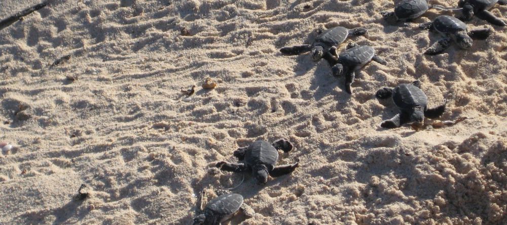 Turtle hatching excursion at Chole Mjini Lodge, Mafia Island, Tanzania - Image 3