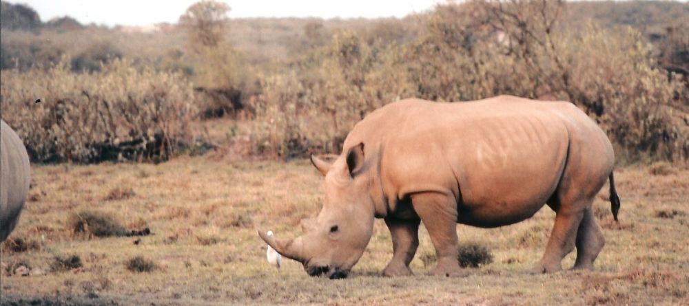 White rhino at Chui Lodge, Lake Naivasha, Kenya - Image 5