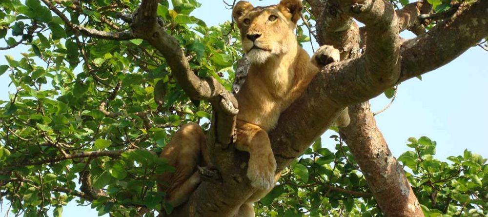 Ishasha Wilderness Camp, Queen Elizabeth National Park, Uganda - Image 1