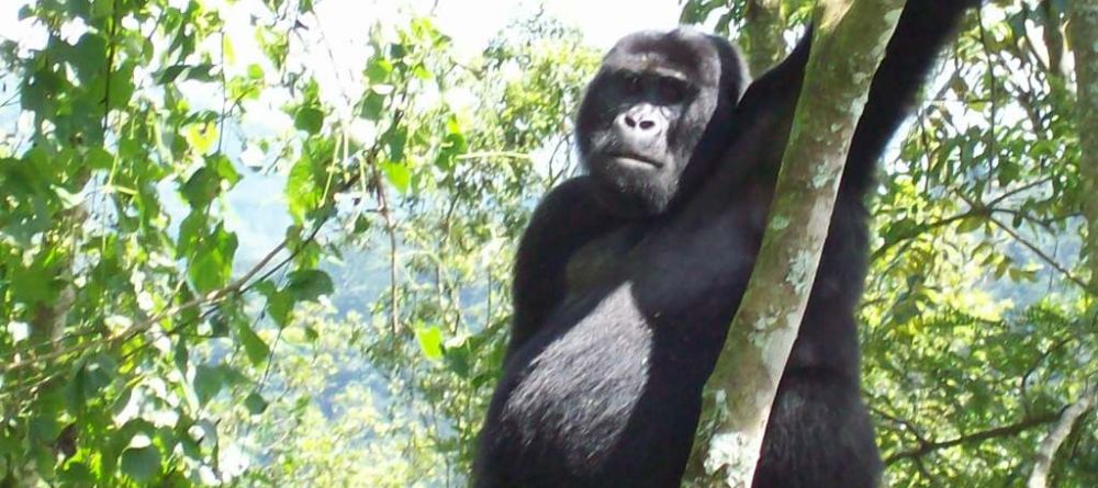 Clouds Mountain Gorilla Lodge, Bwindi Impenetrable Forest, Uganda - Image 2