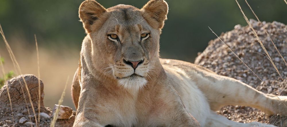 Kirkmans Kamp, Timbavati Nature Reserve, South Africa - Image 7