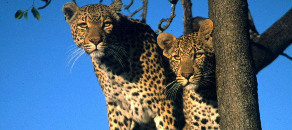 Kirkmans Kamp, Timbavati Nature Reserve, South Africa - Image 6