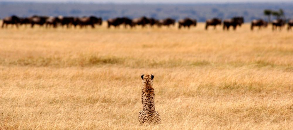 Cheetah on the plains - Image 11