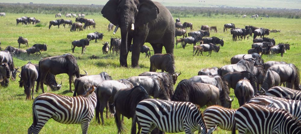 Ngorongoro Crater - Image 2