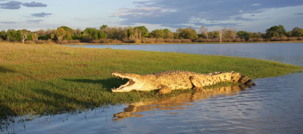Crocodile at Selous Impala Camp, Selous National Park, Tanzania - Image 25