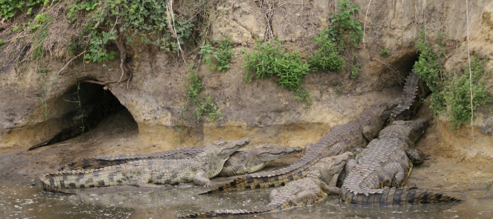 Crocodiles congregating a den at Katuma Bush Camp, Katavi National Park, Tanzania - Image 1