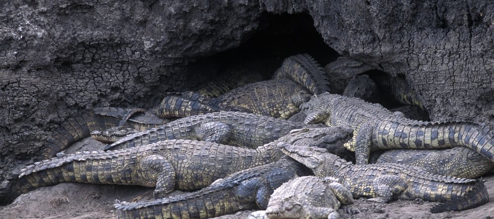 Crocodiles sunbathing at Chada Katavi Camp, Katavi National Park, Tanzania Â© Nomad Tanzania - Image 15