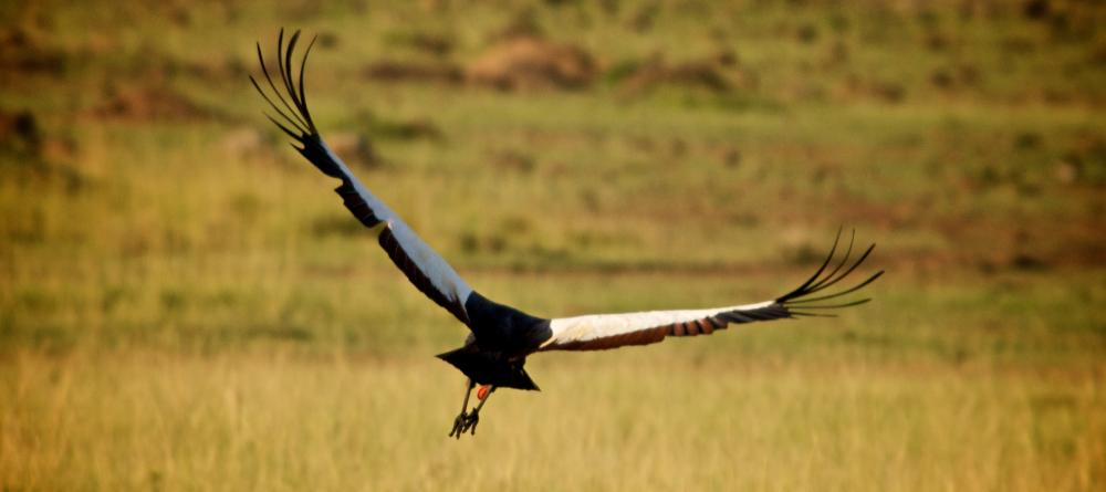 Crowned crane in flight at Acacia House, Masai Mara National Reserve, Kenya - Image 1