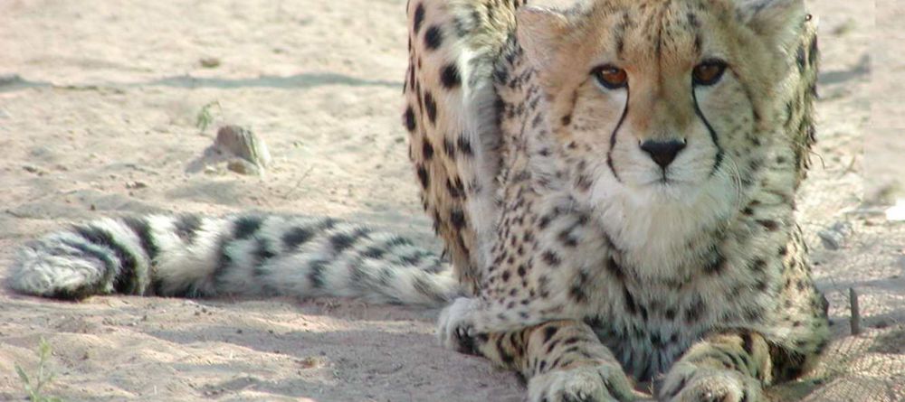 Cheetah View Lodge - Image 1