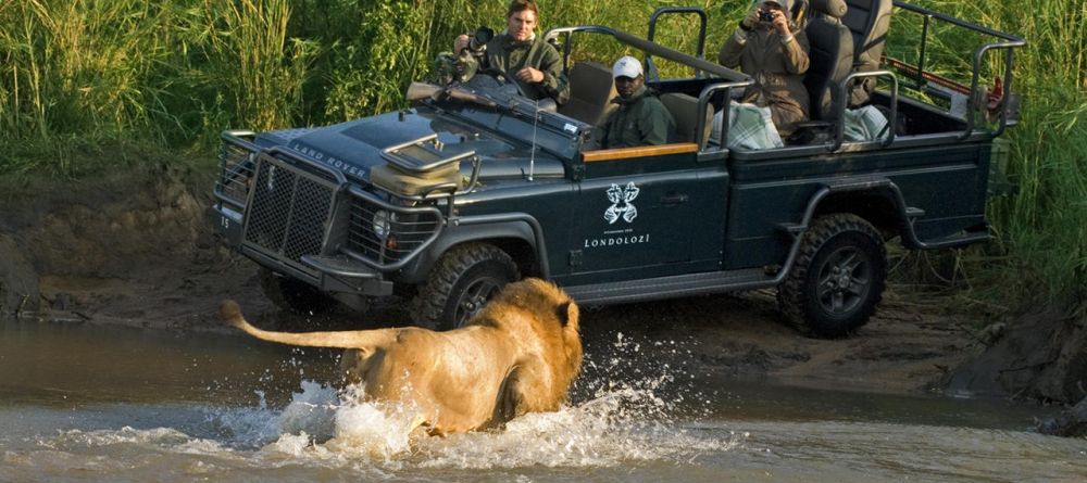 A close-up encounter with a lion during a game drive at Londolozi Varty Camp, Sabi Sands Game Reserve, South Africa - Image 8