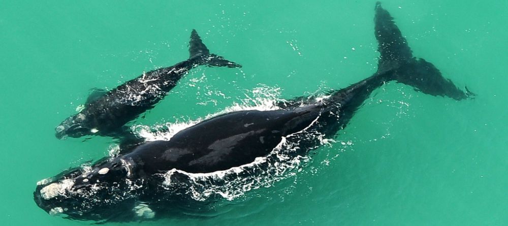 De Hoop - Image 3