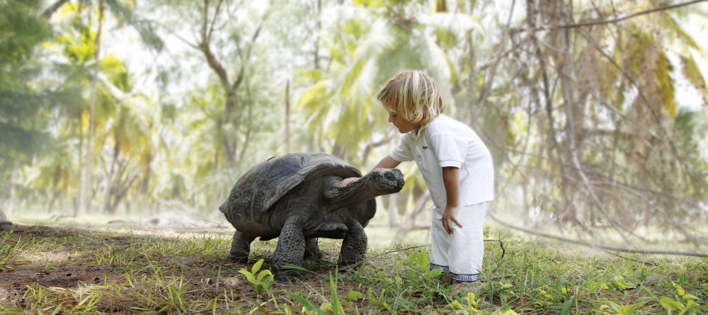 Meeting a turtle at Desroches Island Resort, Desroches Island, Seychelles - Image 1